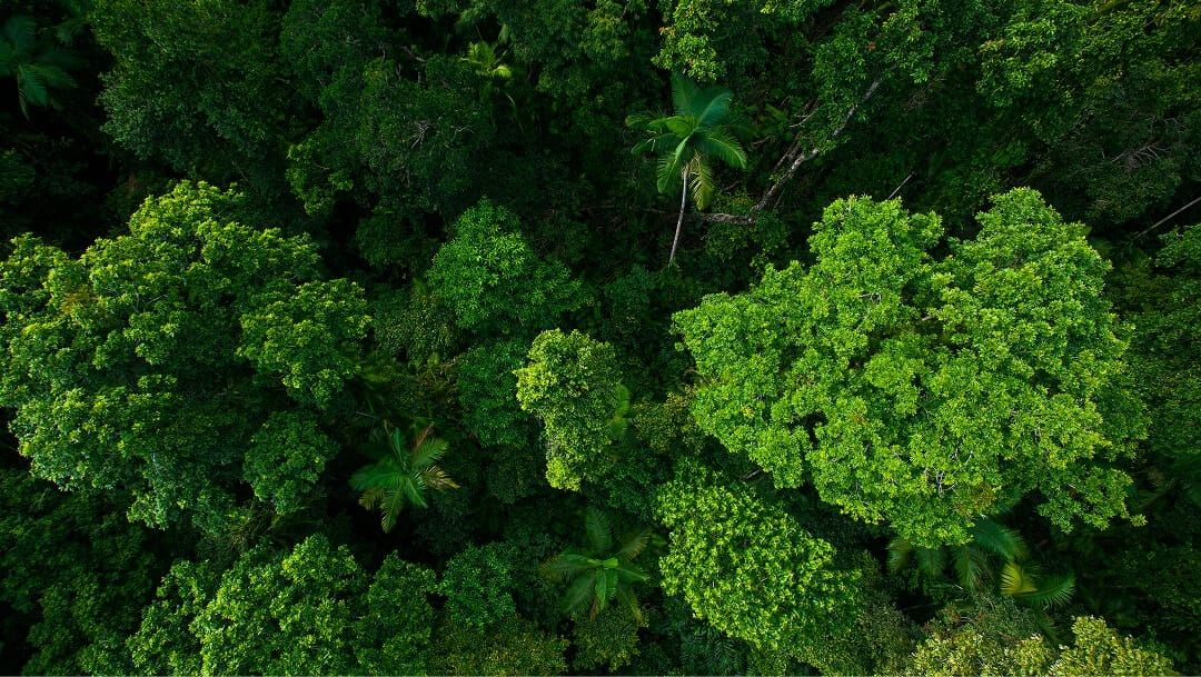 Foreste e biodiversità Foreste e biodiversità