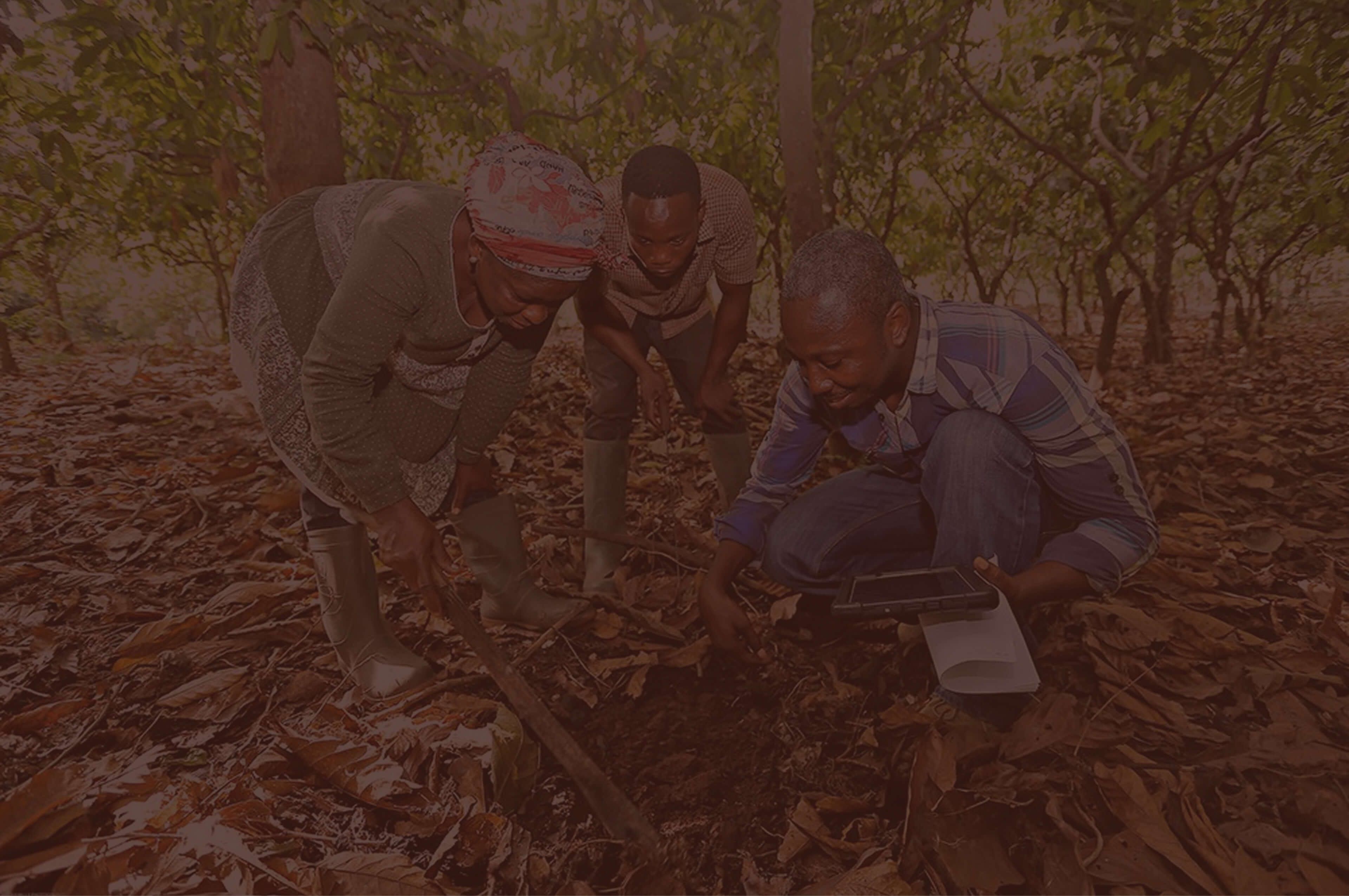Pan di Stelle acquista cacao certificato Rainforest Alliance