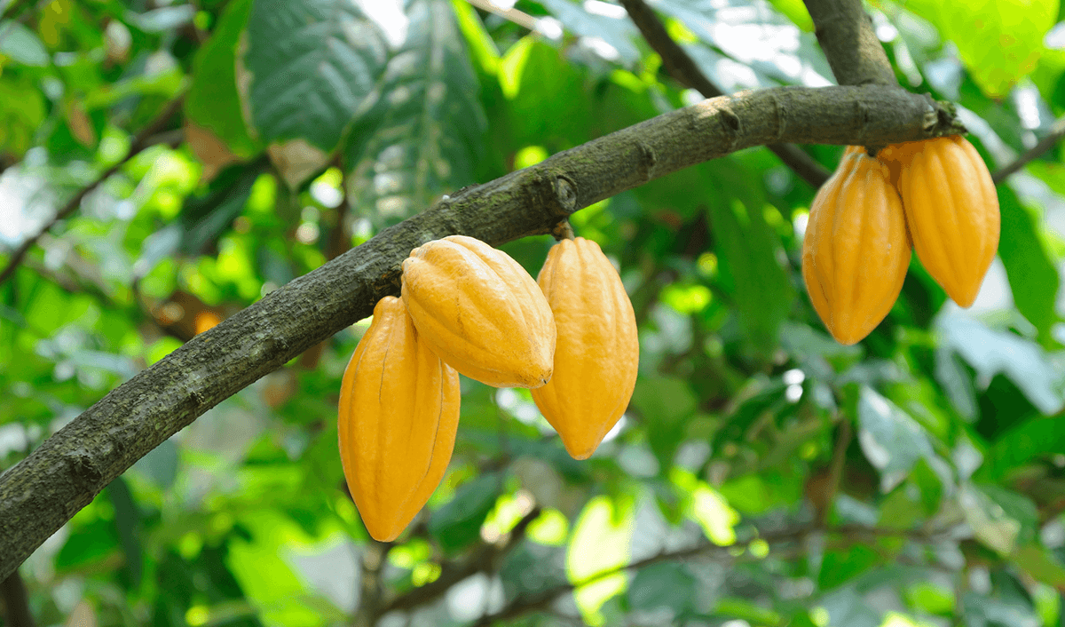 Qual è la magia del nostro cacao? Qual è la magia del nostro cacao?